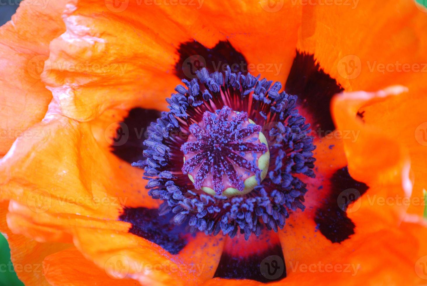 A Look at the Inside of an Oriental Poppy Flower photo