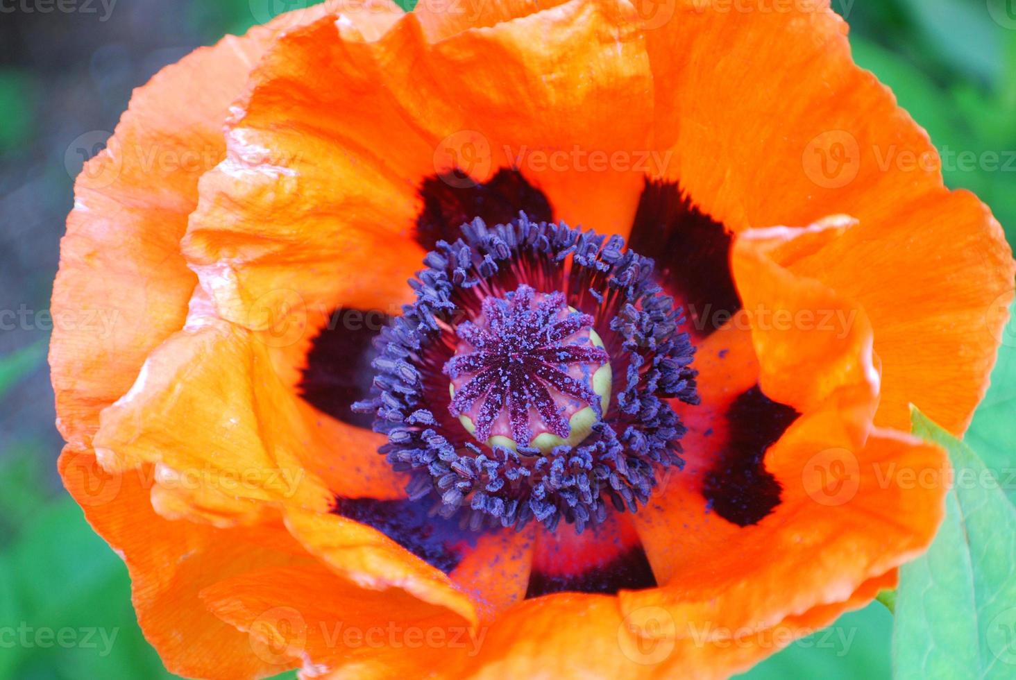 Pollen and Stamen Inside an Oriental Poppy Flower photo
