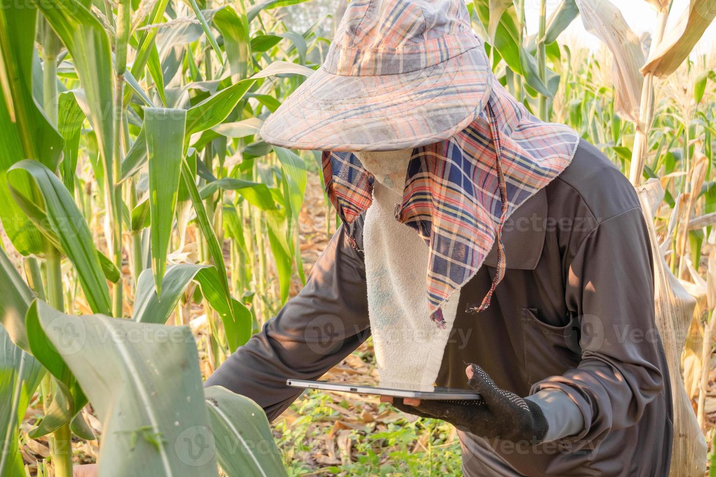 farmer checking growth of corn and using tablet in the field photo