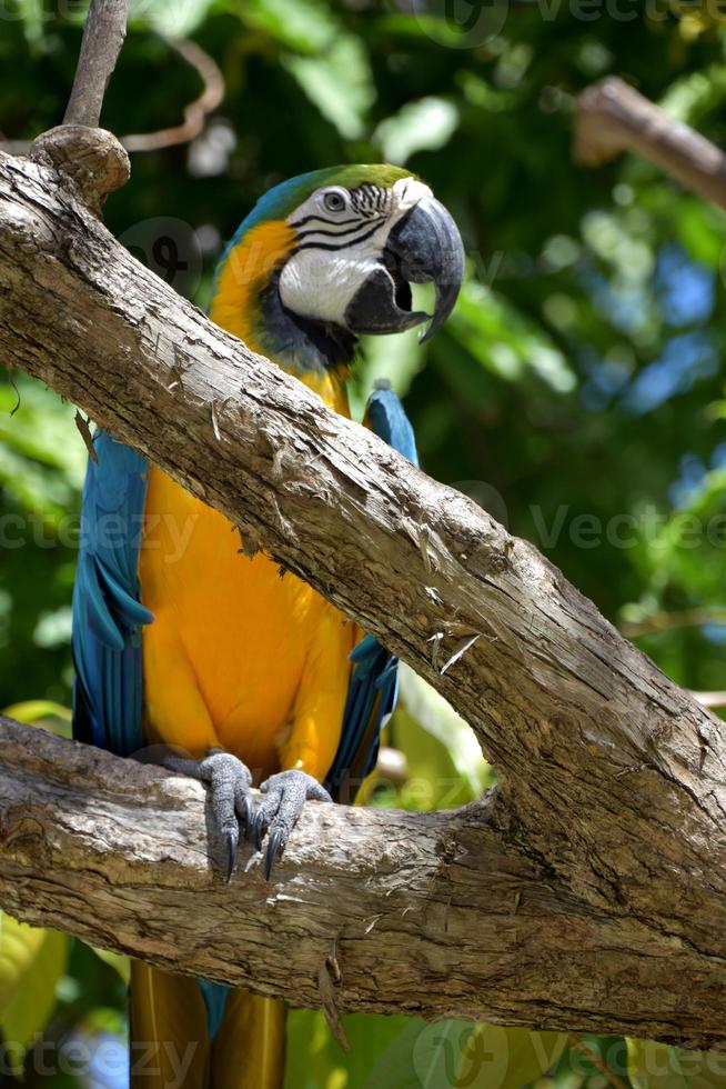 Bright Blue and Yellow Parrot on a Branch photo