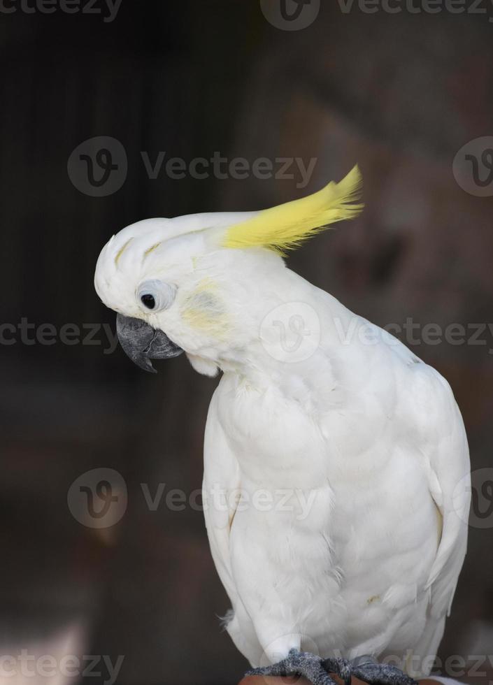 Amazing Yellow Crest on a White Cockatiel Bird photo