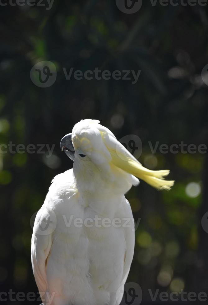 White Cockatiel Bird With His Head Off to the Side photo