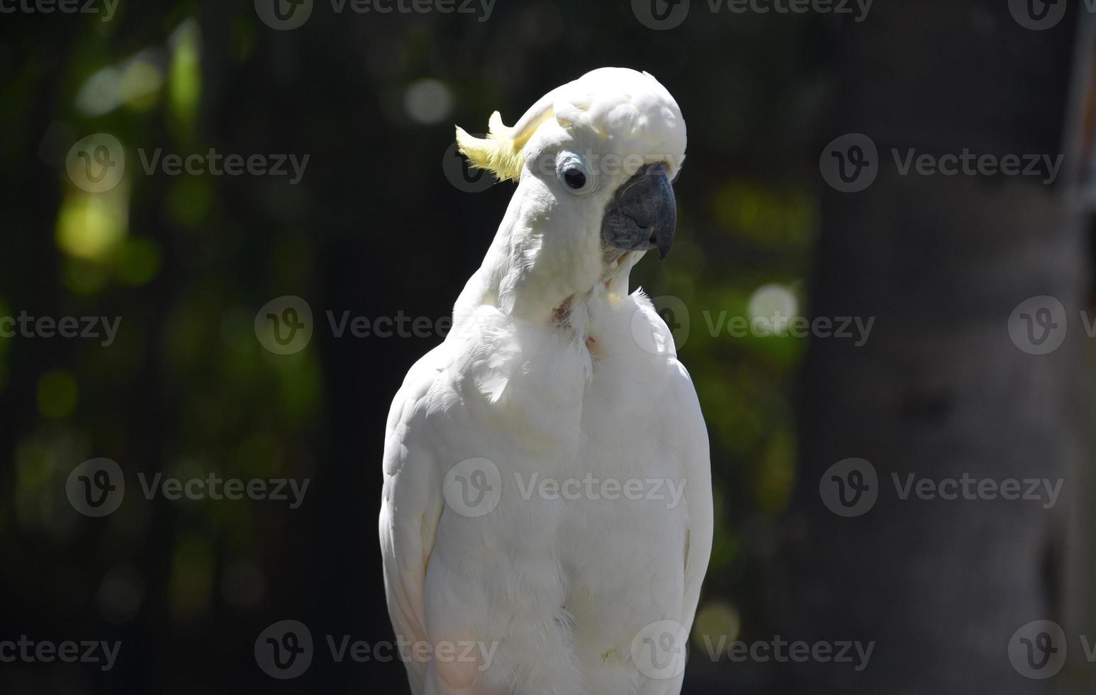 cacatúa de cresta amarilla sentada al sol foto