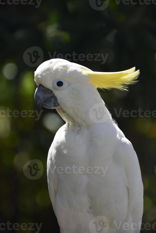 Beautiful Crowned White Cockatoo Bird on a Perch photo