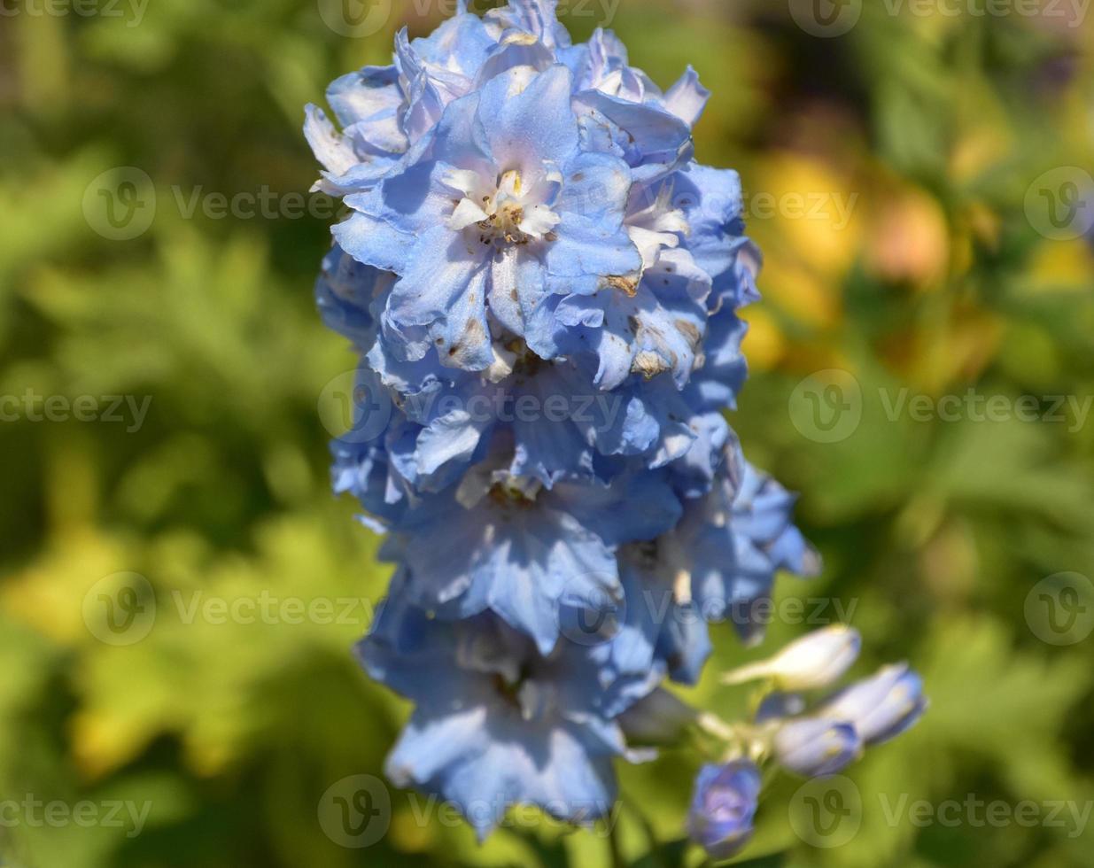 Light Blue Delphinium Flower Blooming in a Garden photo