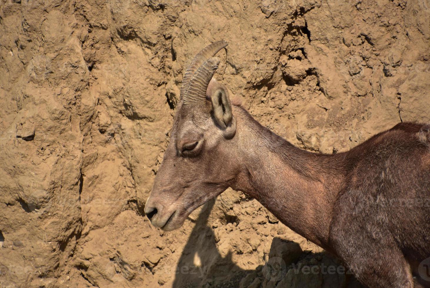 Close Up Head of a Bighorn Sheep in the Badlands photo