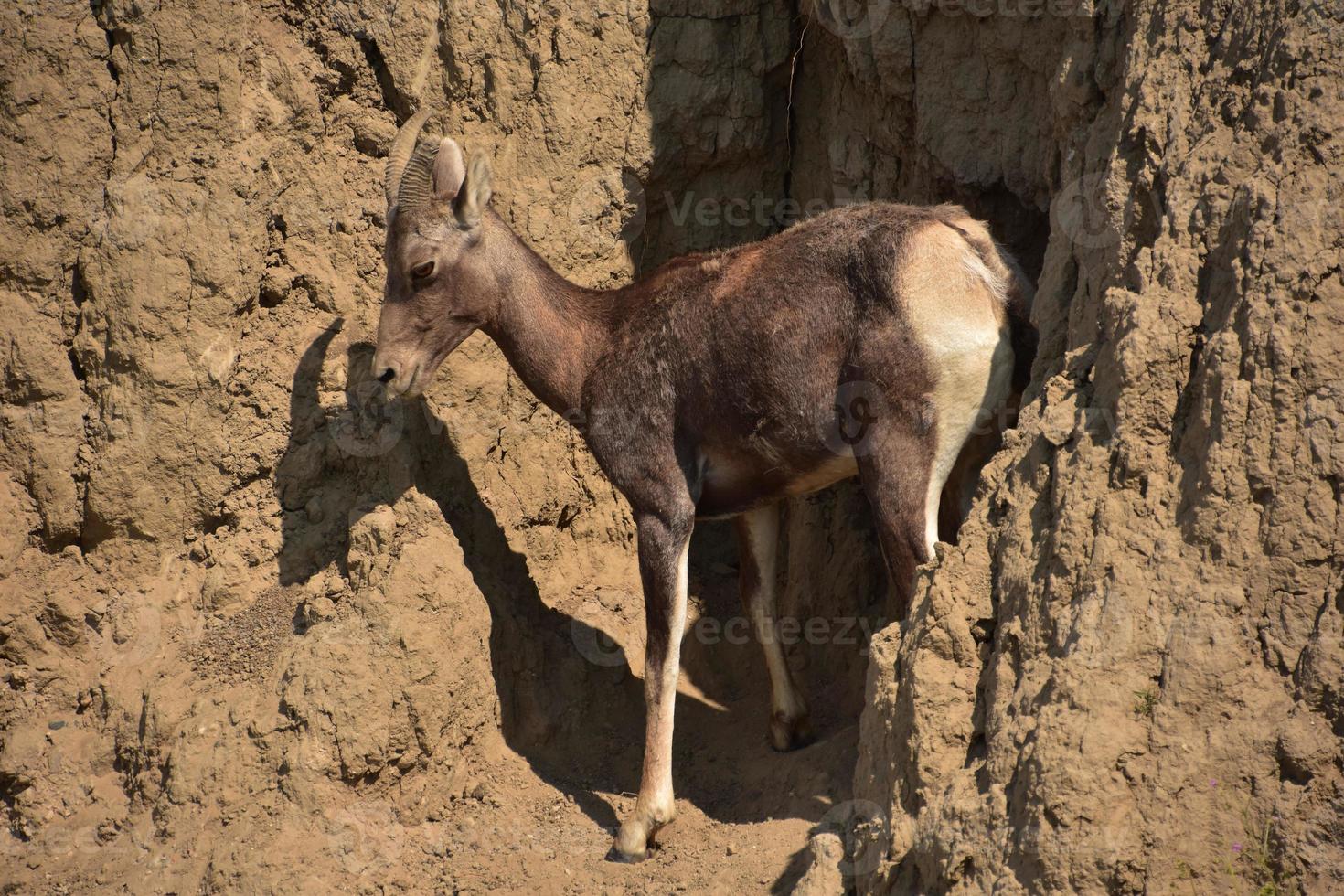 Bighorn Sheep on a Hillside in the Badlands photo