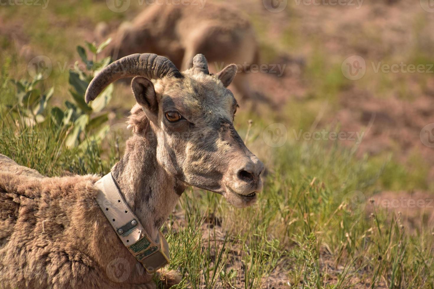 Looking Directly into the Face of a Bighorn Sheep photo