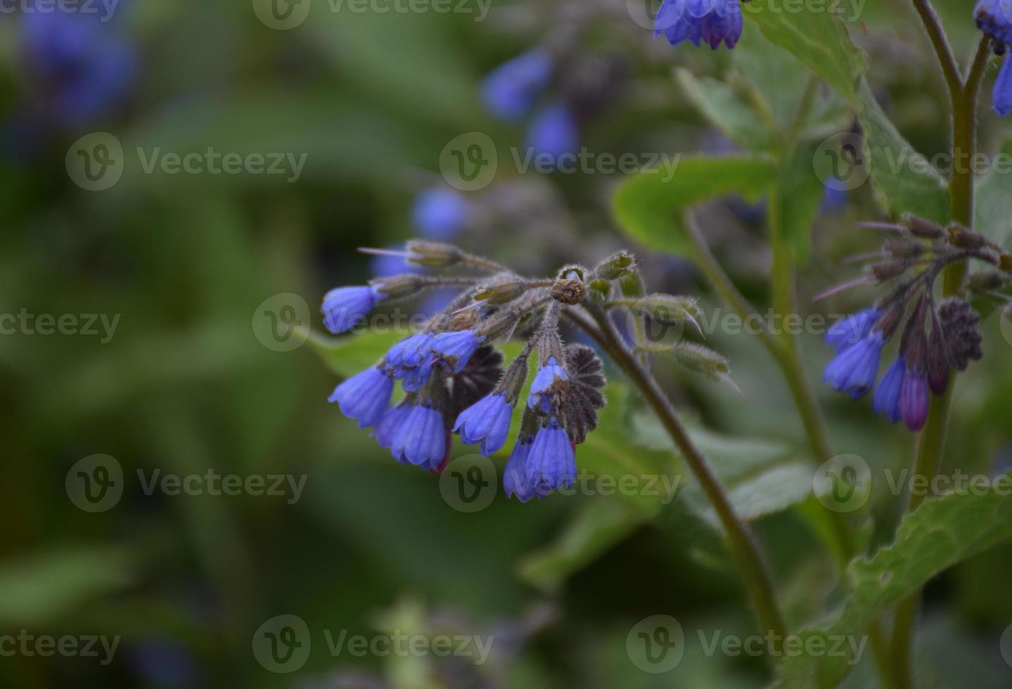 llamativas flores silvestres azules que florecen en la primavera 9600378  Foto de stock en Vecteezy