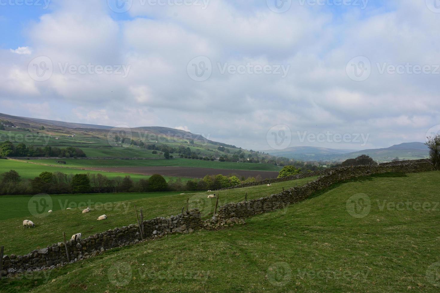 Farm with a Herd of Grazing Sheep photo