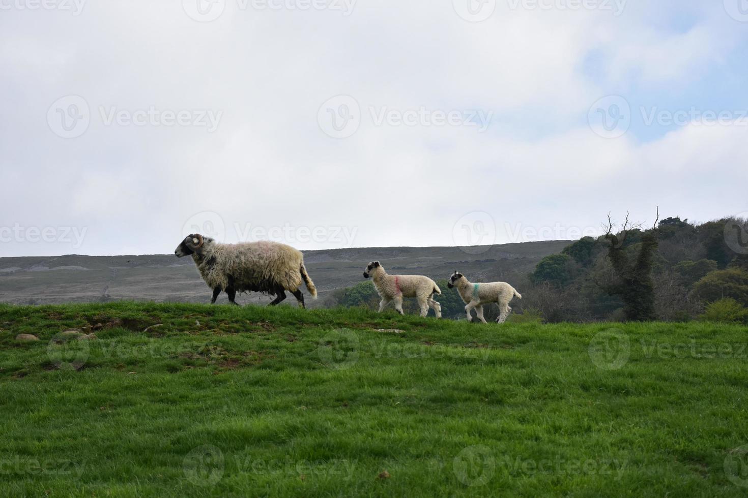 Sheep Family with a Ewe in the Lead photo