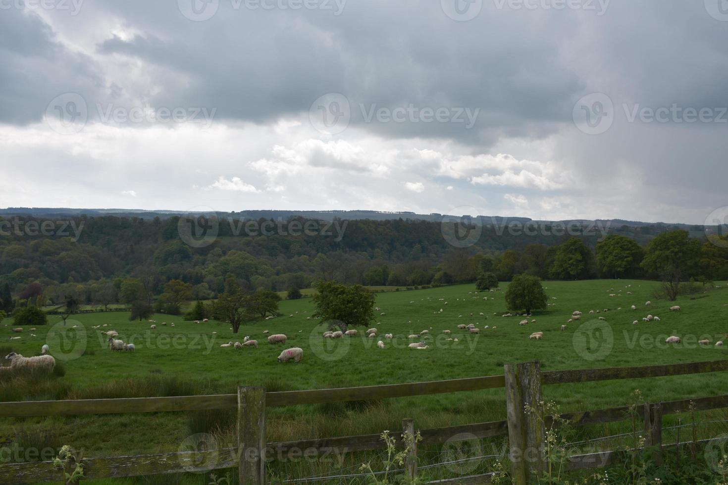 Grazing Herd of Sheep in a Big Field photo