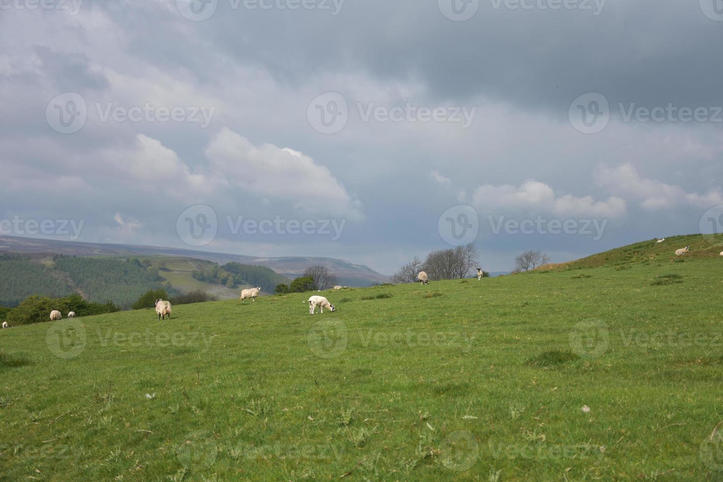 Sheep in a Field Under Grey Skies photo
