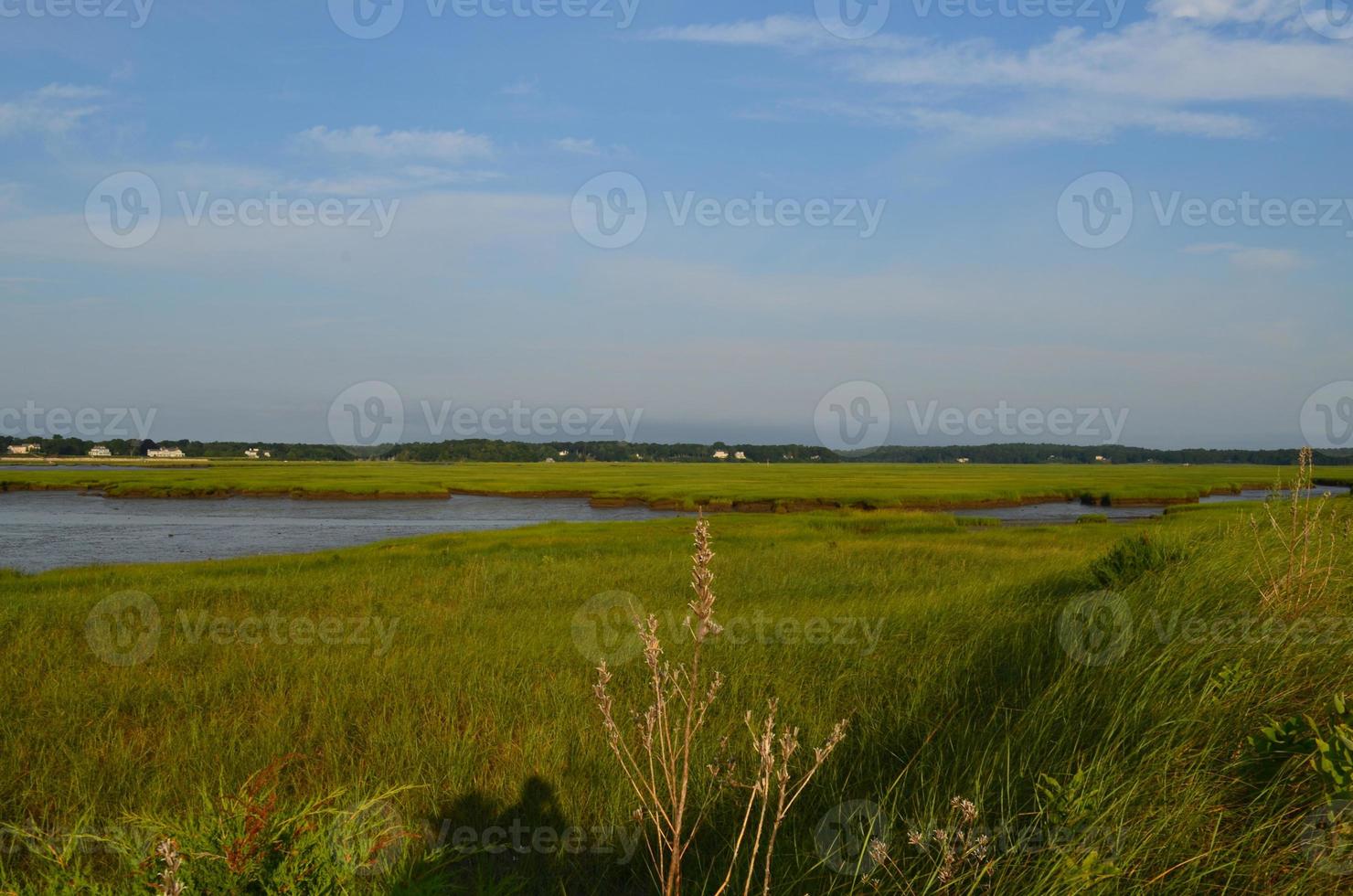 Lush Marsh Grass at Powder Point in Duxbury photo