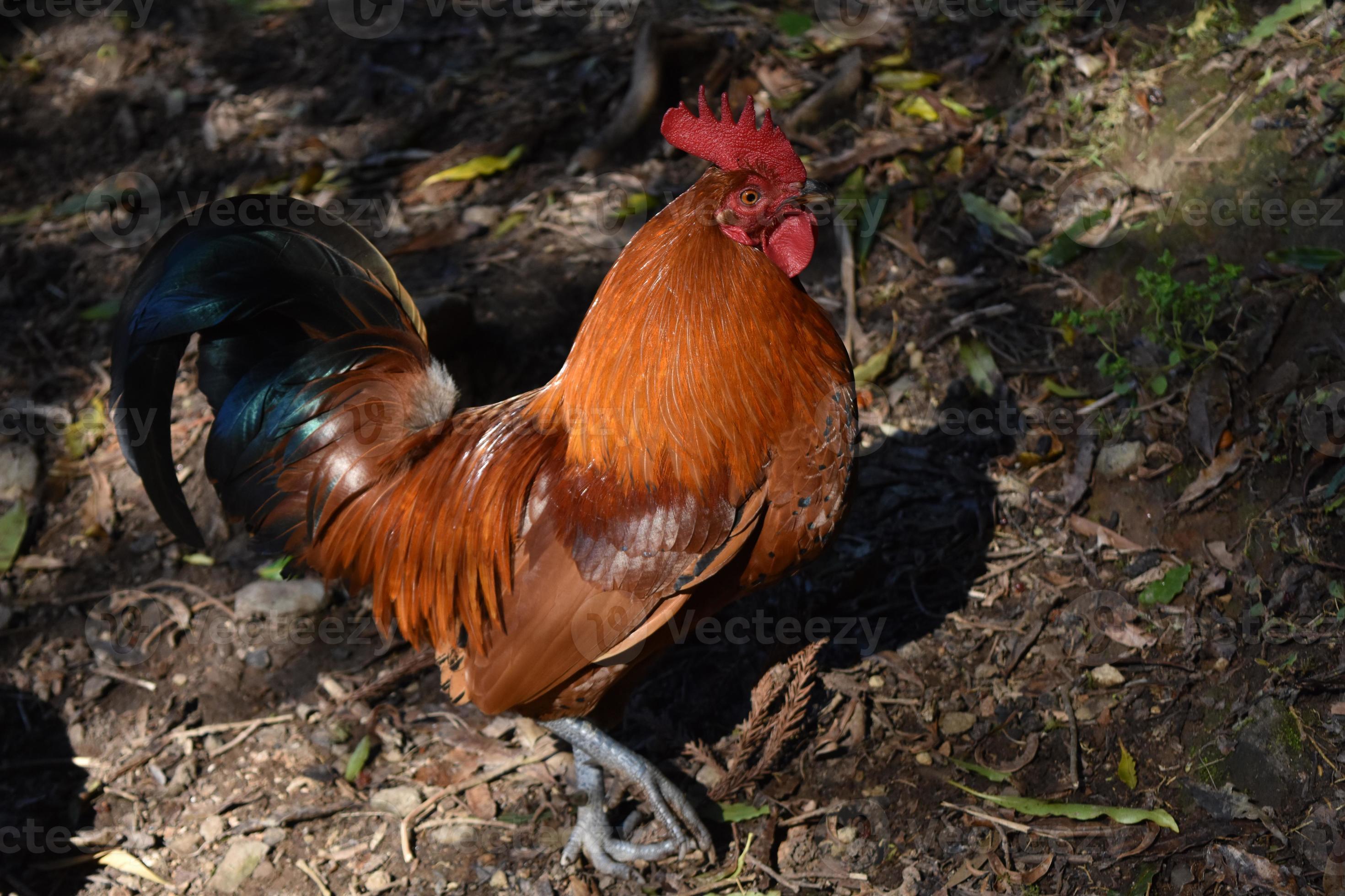 Stunning Rooster Colors: Which Multi Colored Breed Is Right For You? - 62ba5f6