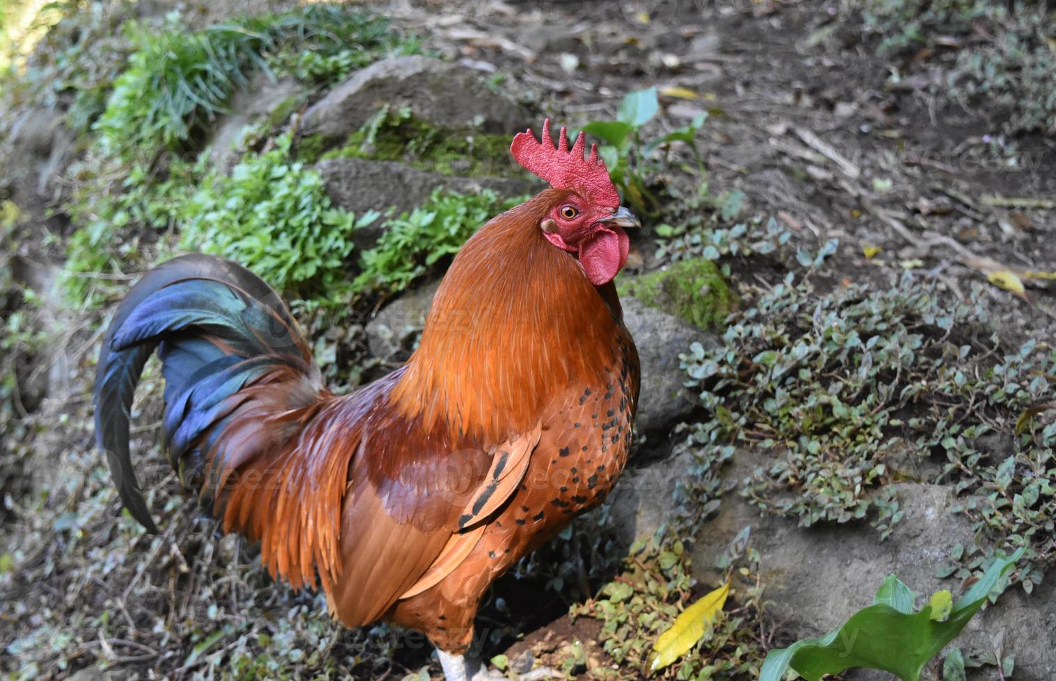 gallo marrón y negro brillante con una corona roja foto