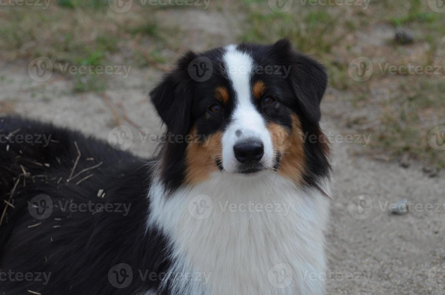 Beautiful Tri-Color Australian Shepherd photo