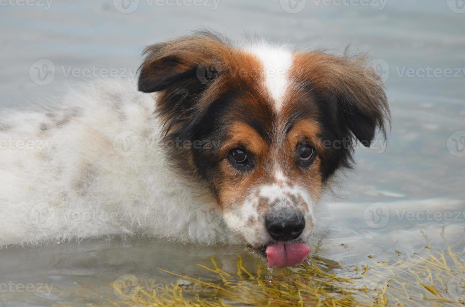 adorable pastor australiano bebiendo agua de mar foto