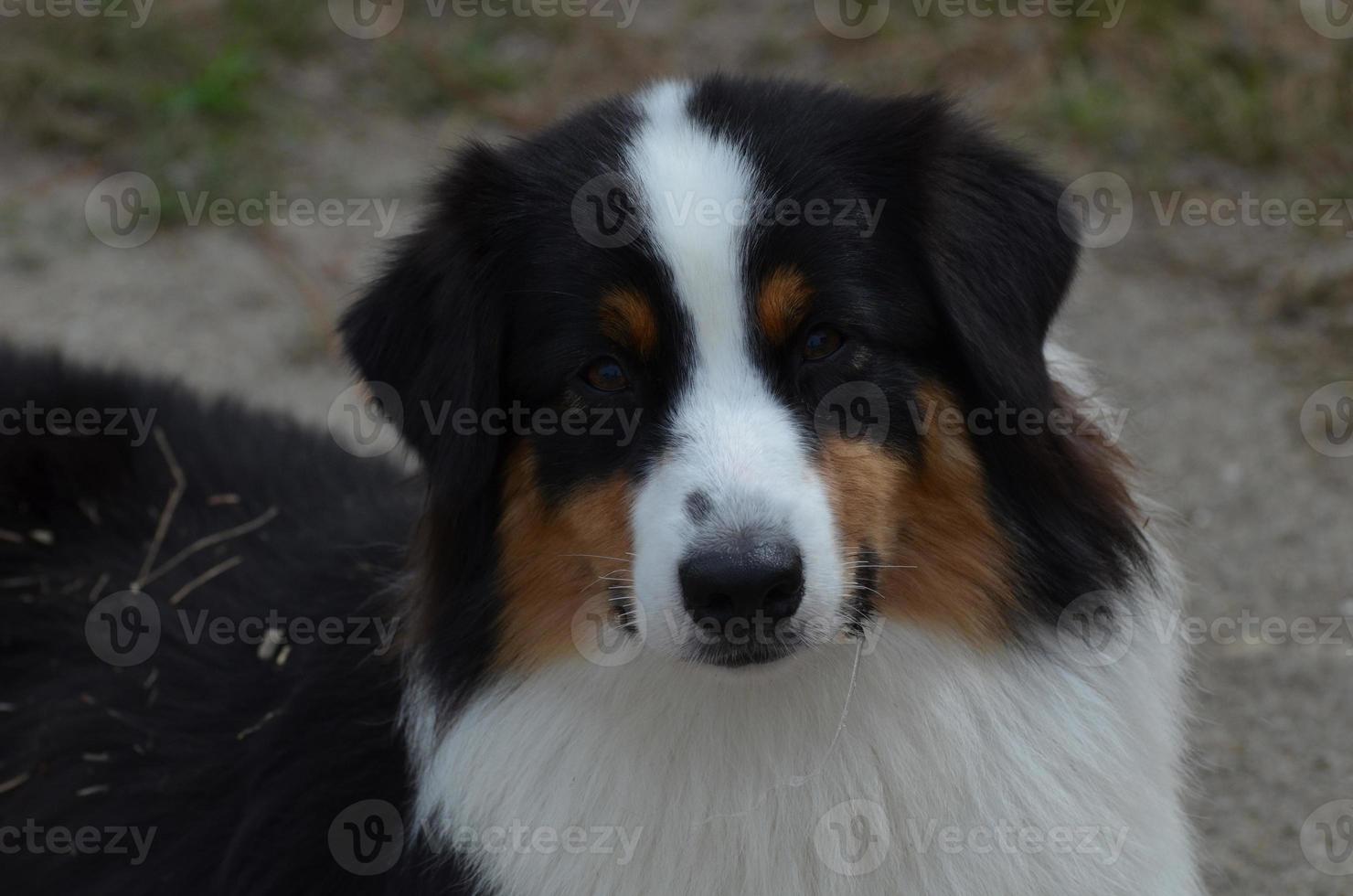 Tri-Color Australian Shepherd photo