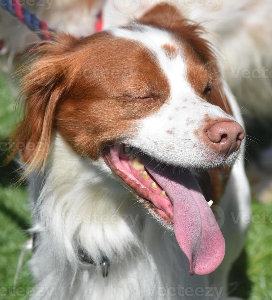 Red and White Brittany Dog with His Eyes Closed photo