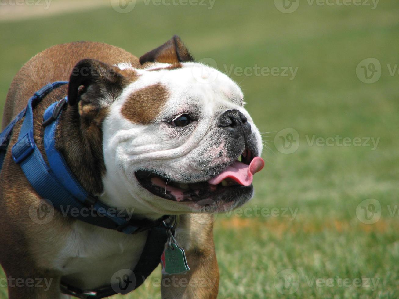 bulldog sonriente en un arnés foto