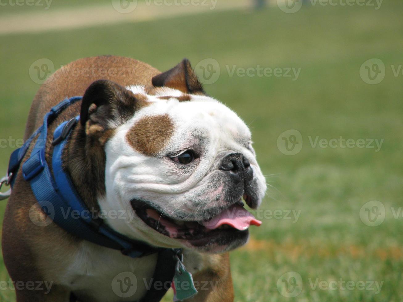 Bulldog iwth a Blue Harness photo