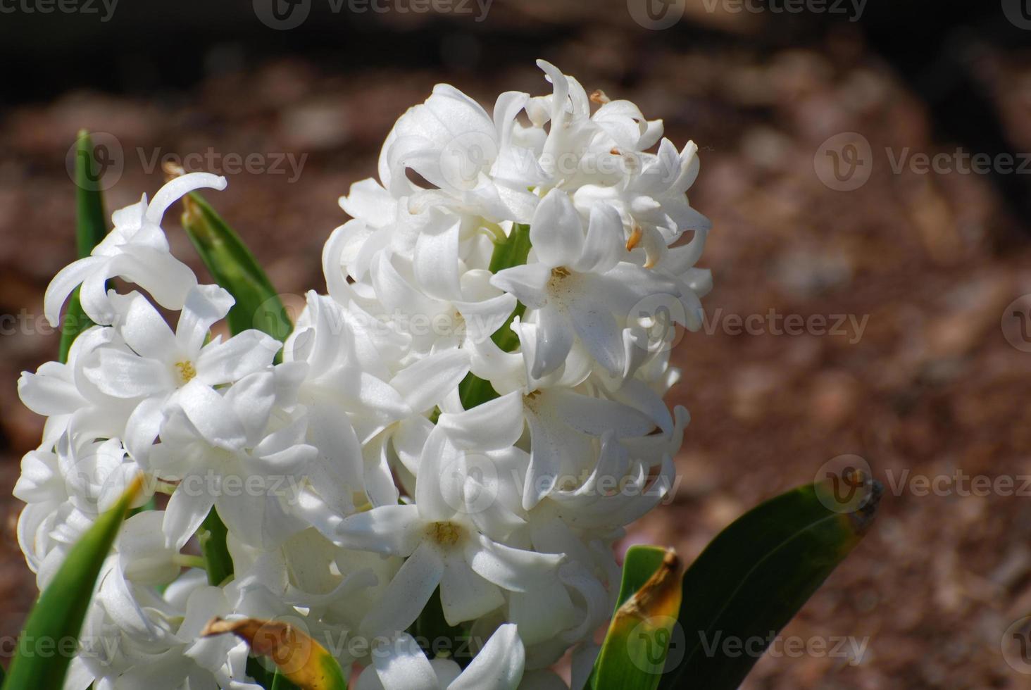 Pretty White Hyacinth Flower Blossom Flowering photo