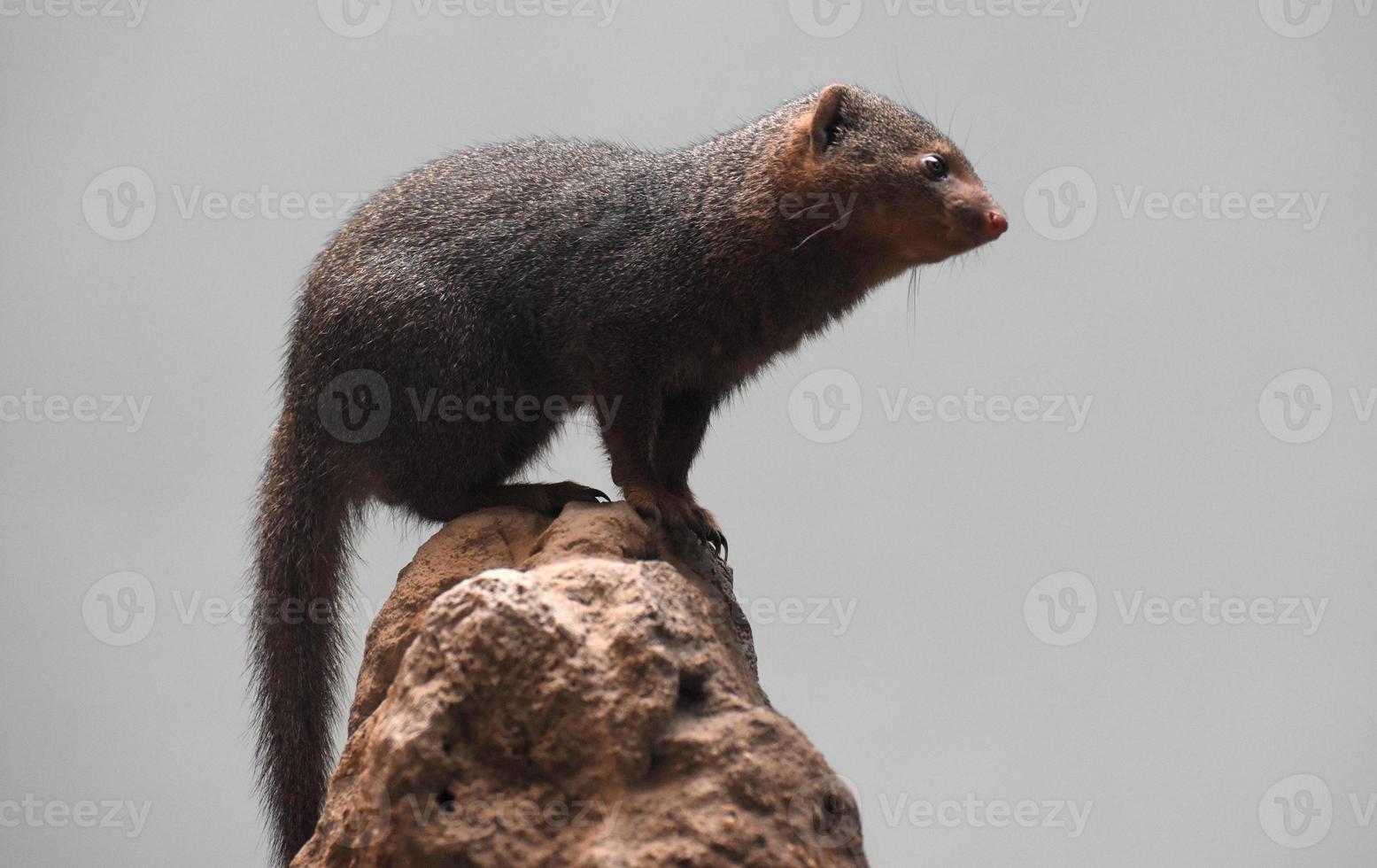 Breathtaking View of an Adorable Dwarf Mongoose photo