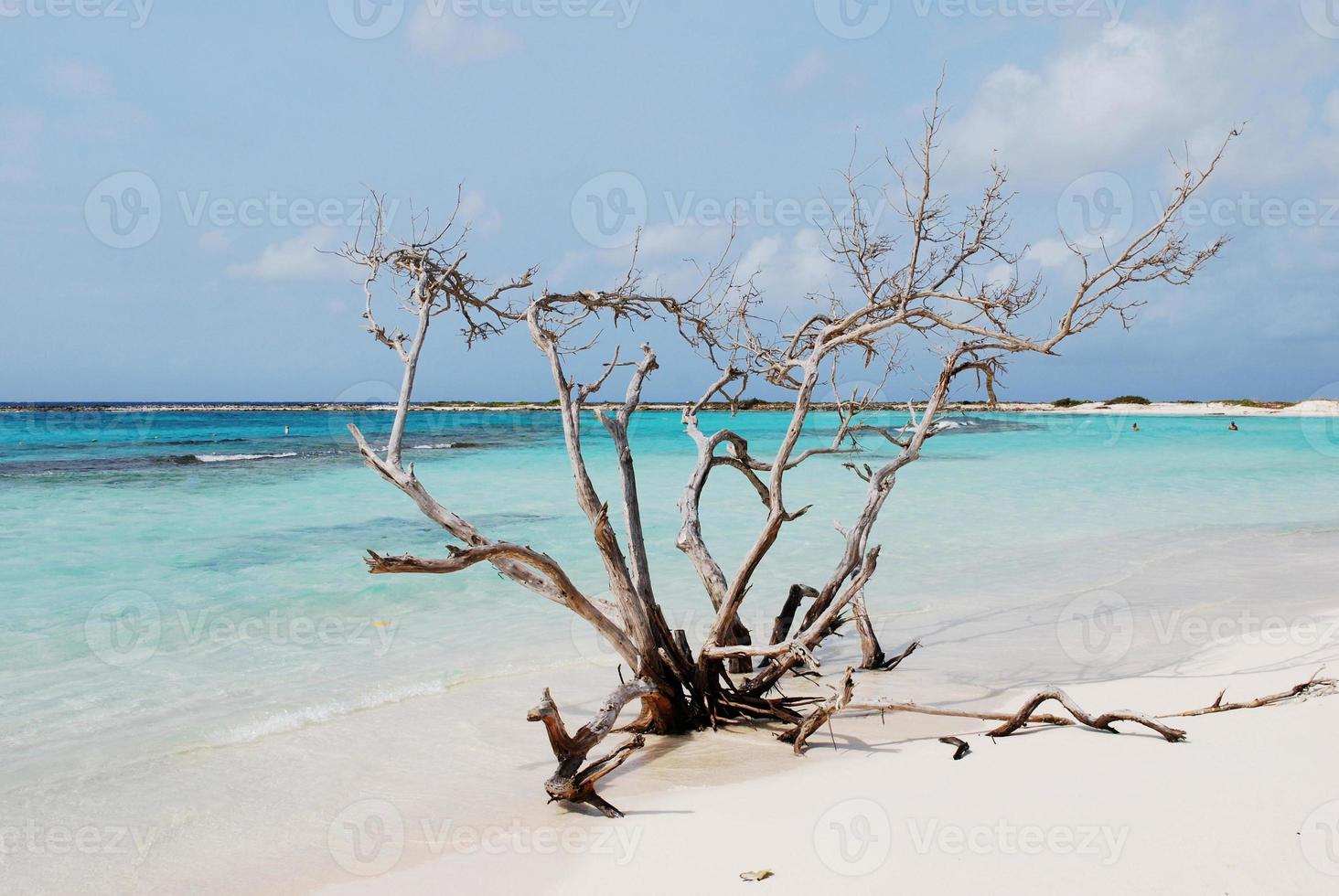 madera a la deriva en baby beach en aruba foto