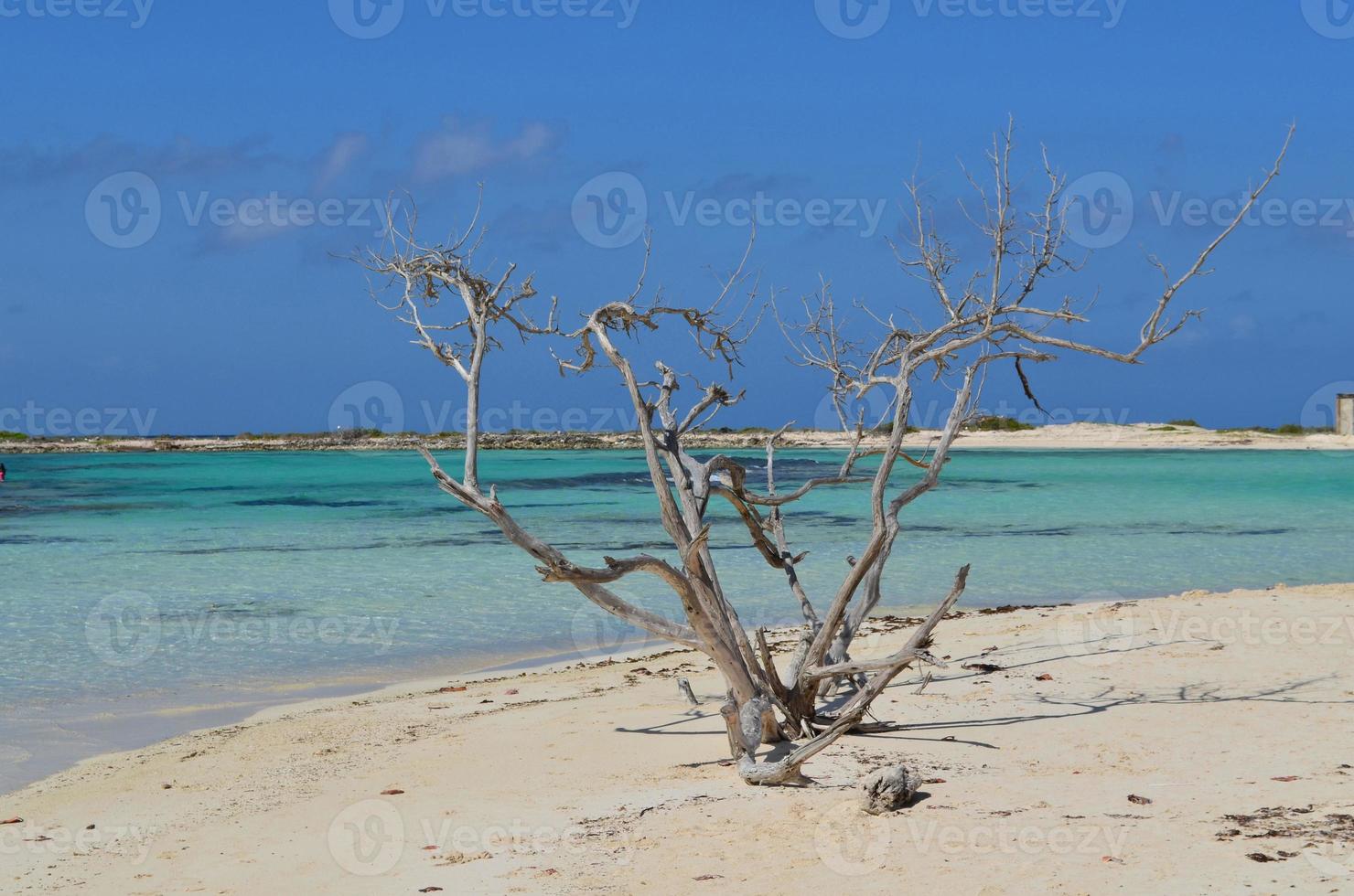 Árbol de madera a la deriva de pie en baby beach en aruba foto