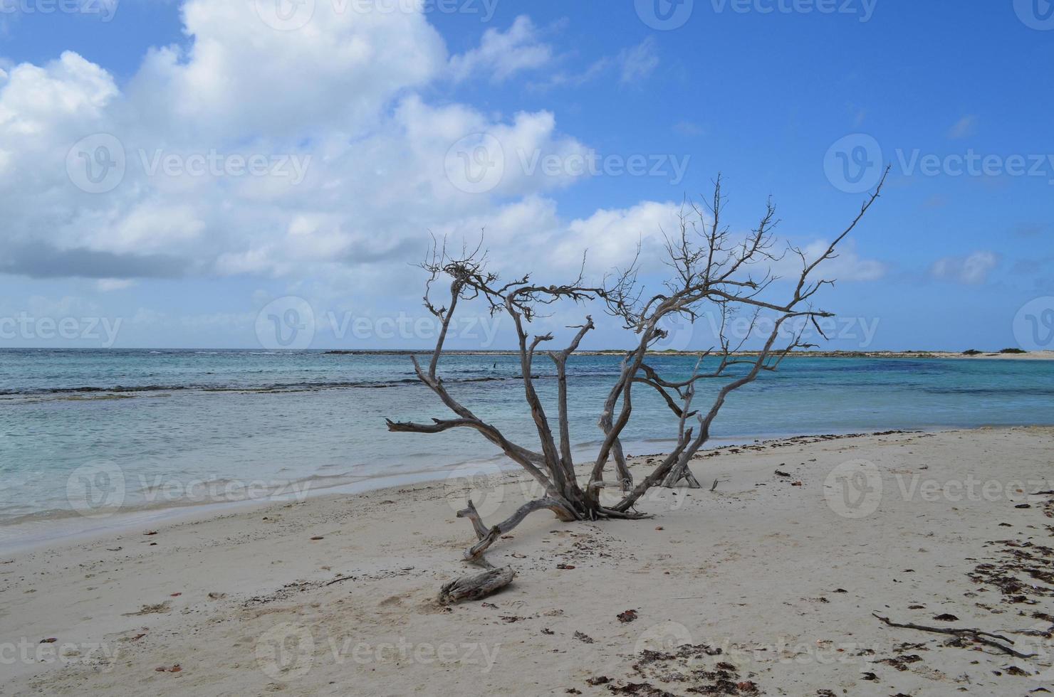 Dead Driftwood Tree on Aruba Beach photo