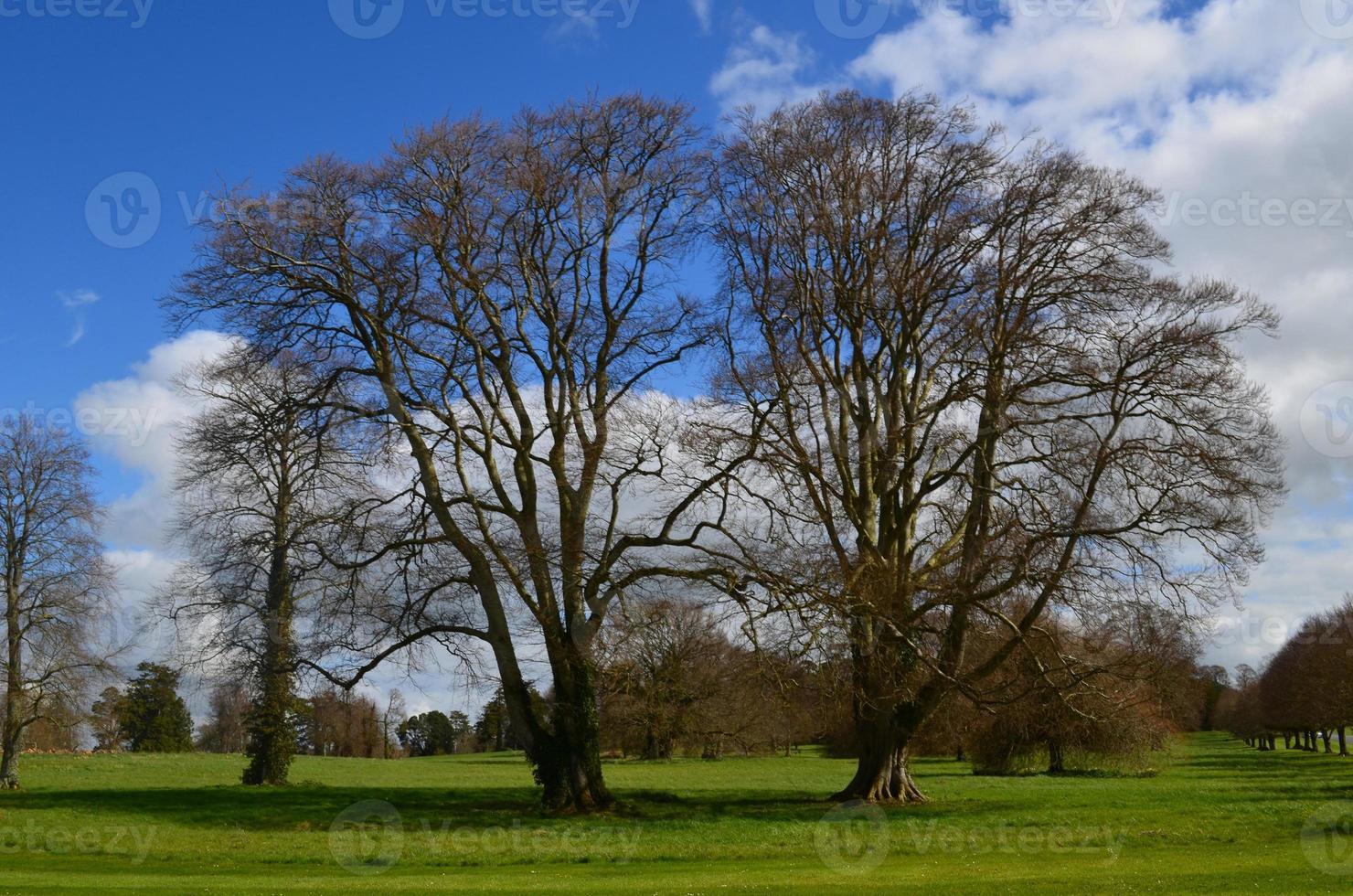 Pair of Twin Trees in Early Springtime in Ireland photo