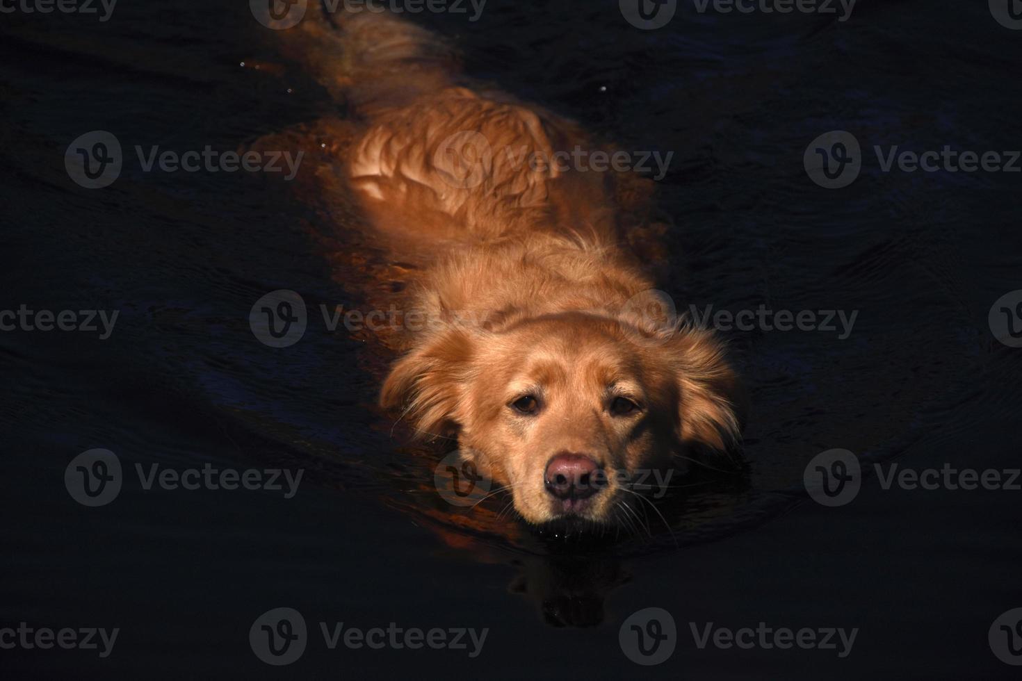 muy lindo perro toller retriever nadando en aguas oscuras foto