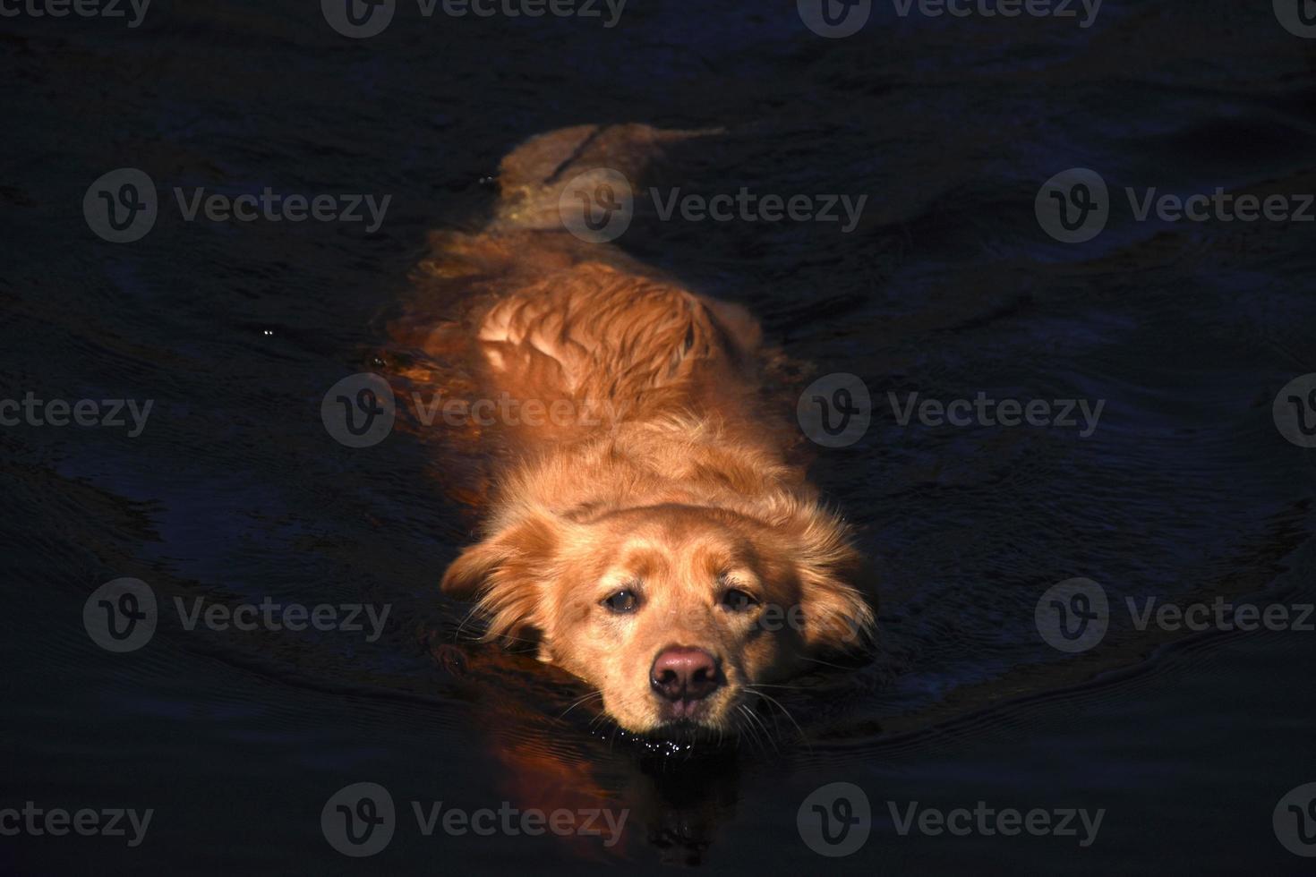 Yarmouth toller retriever perro nadando en aguas poco profundas foto