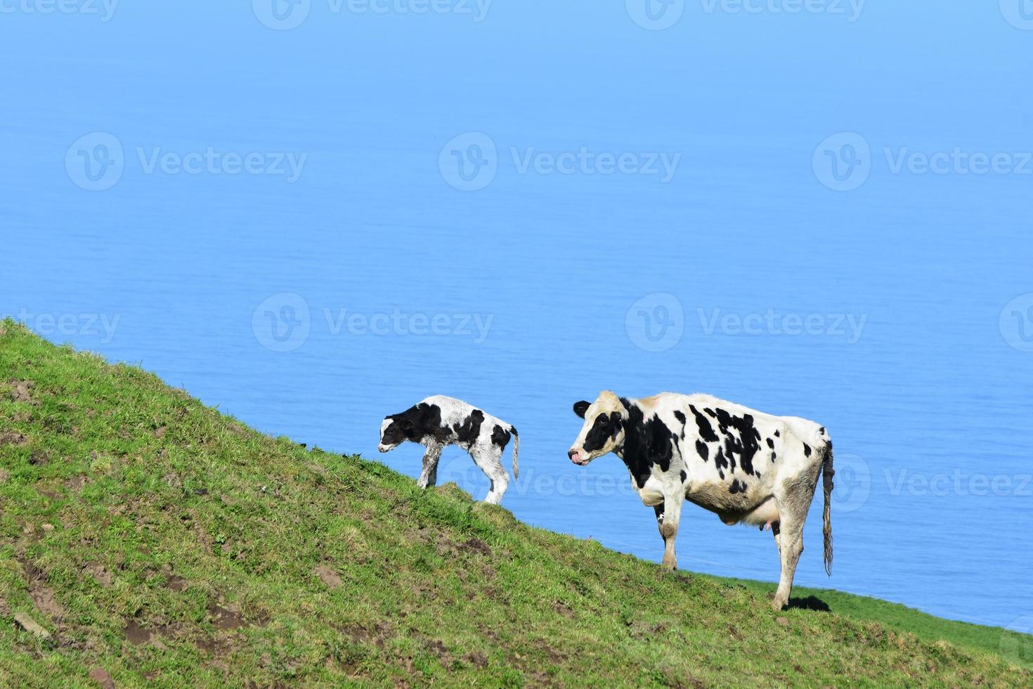 ternero blanco y negro y vaca en la costa foto