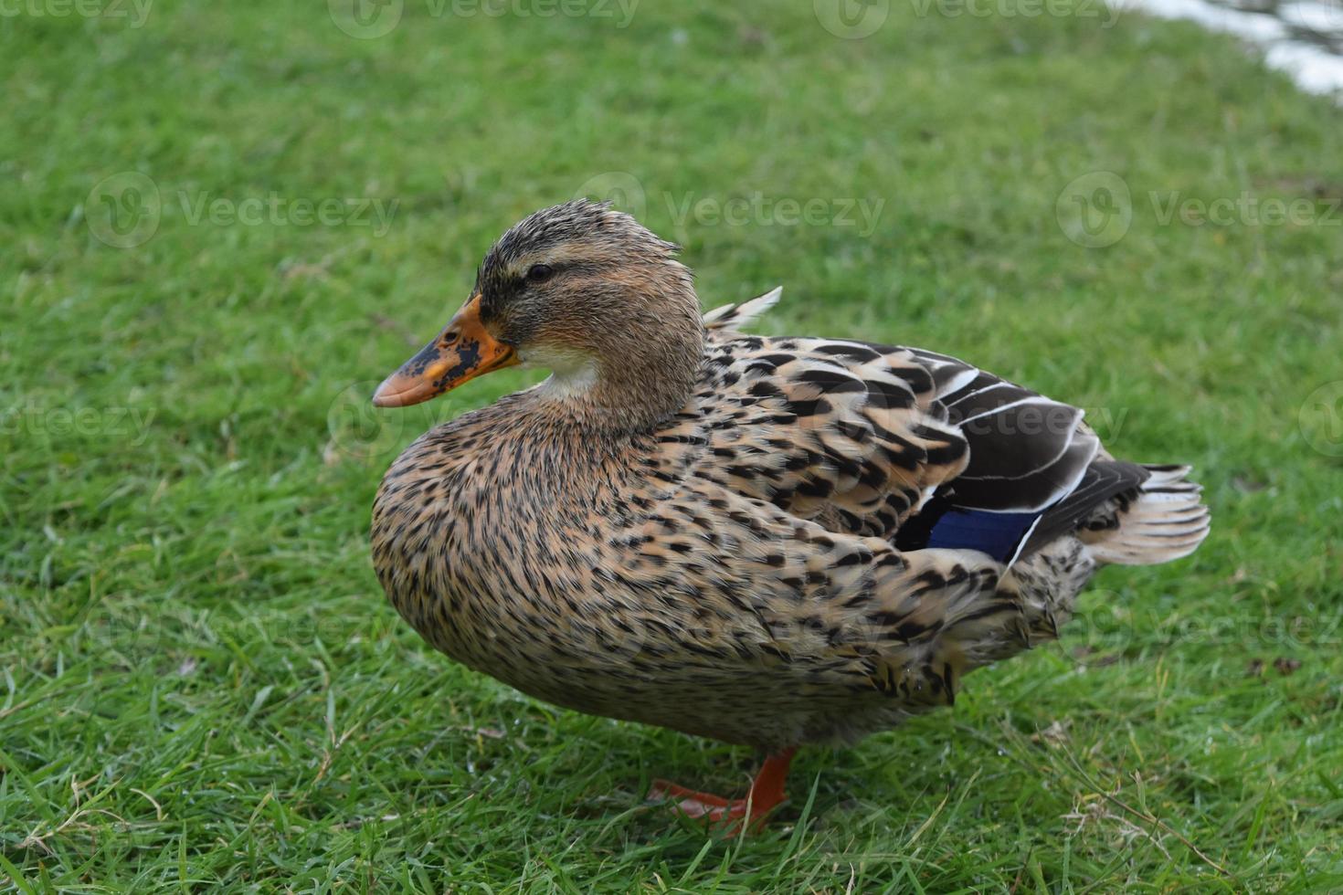 Page 2 | Female Duck Stock Photos, Images and Backgrounds for Free Download