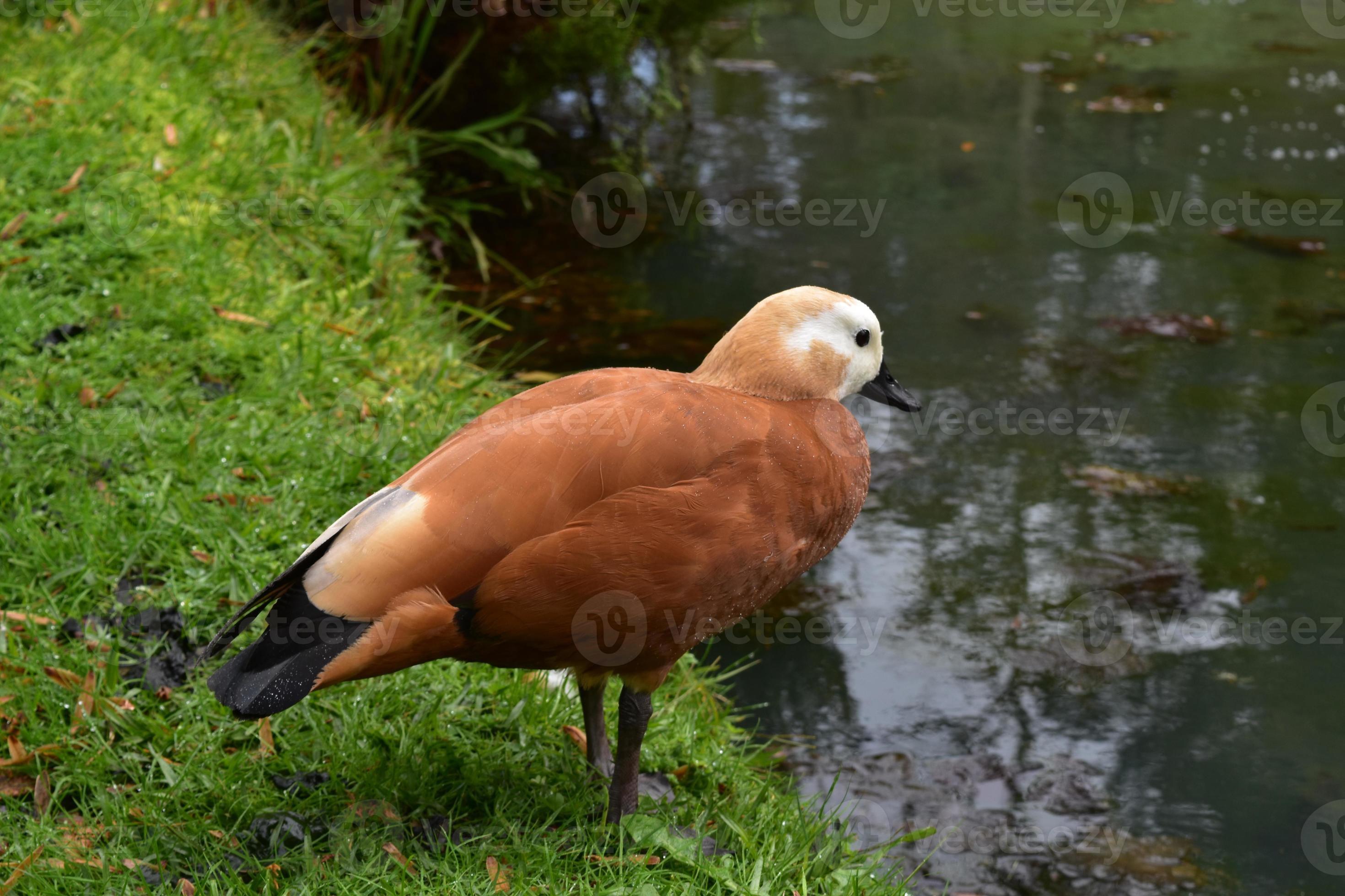 Brown and Black Duck Ready to Take the Plunge 9600992 Stock Photo at