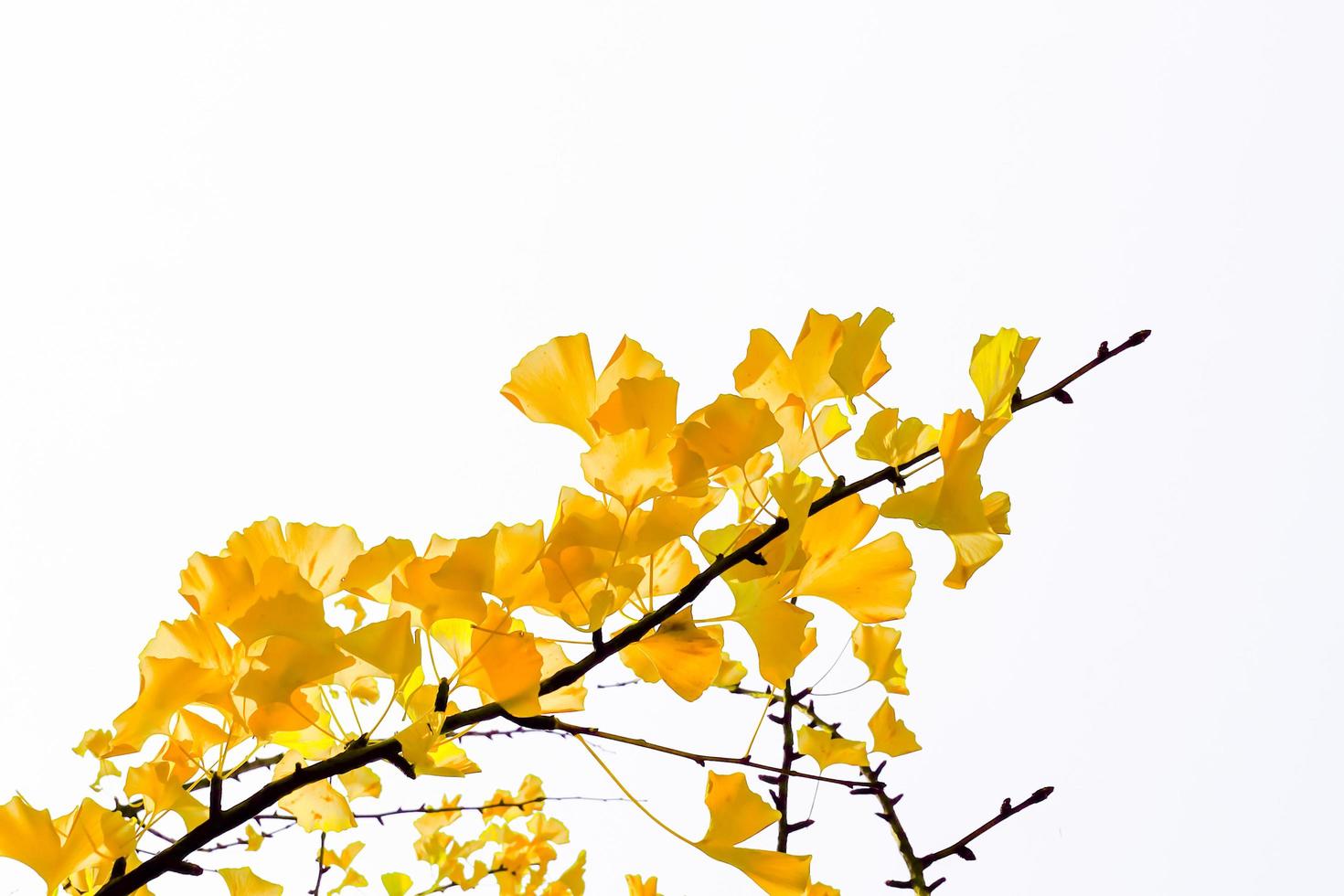 Yellow ginkgo biloba leaves in autumn on white background photo