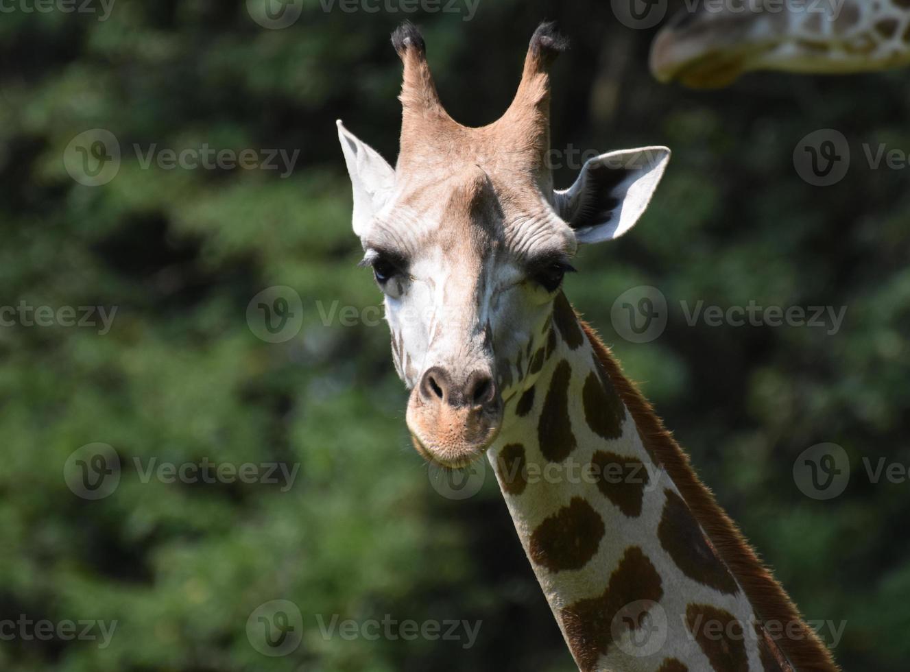 adorable primer plano de una jirafa en la naturaleza foto