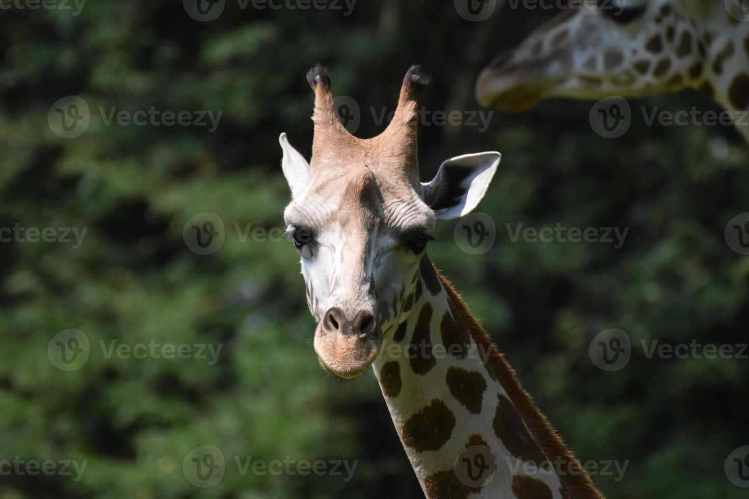 cara adorable de una jirafa en la naturaleza foto