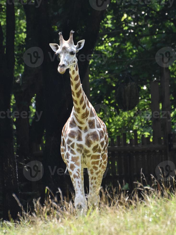 Lovable Little Baby Giraffe with Beautiful Patterns 9621550 Stock Photo ...
