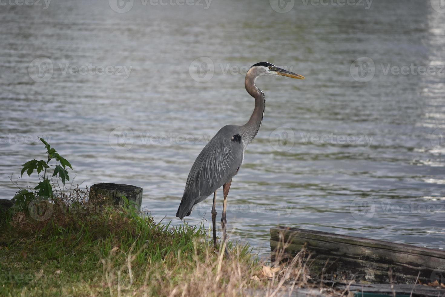 Striking Great Blue Heron in Barataria Louisiana photo