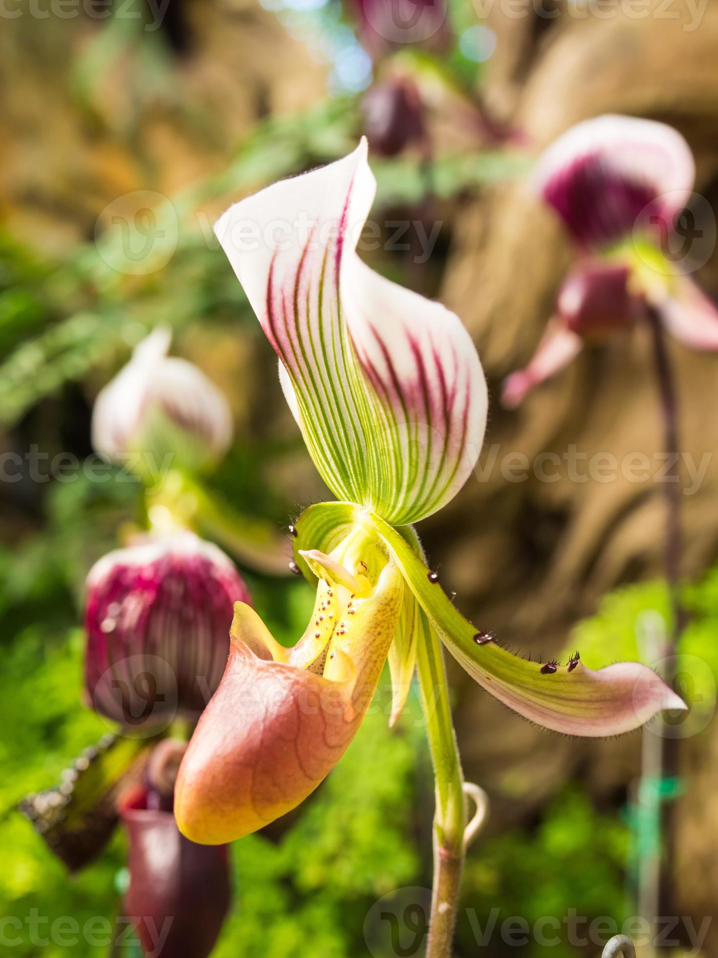 La orquídea zapatilla de dama tiene una forma única 9621587 Foto de stock  en Vecteezy