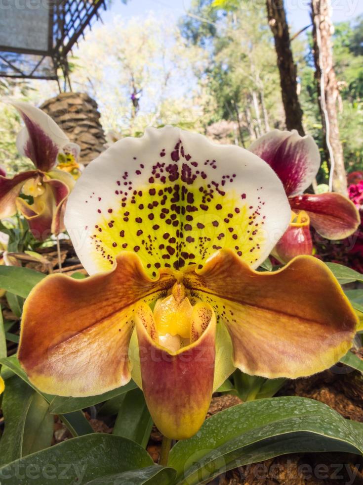 La orquídea zapatilla de dama tiene una forma única 9621592 Foto de stock  en Vecteezy