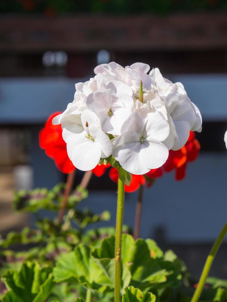 Small flowers in garden photo