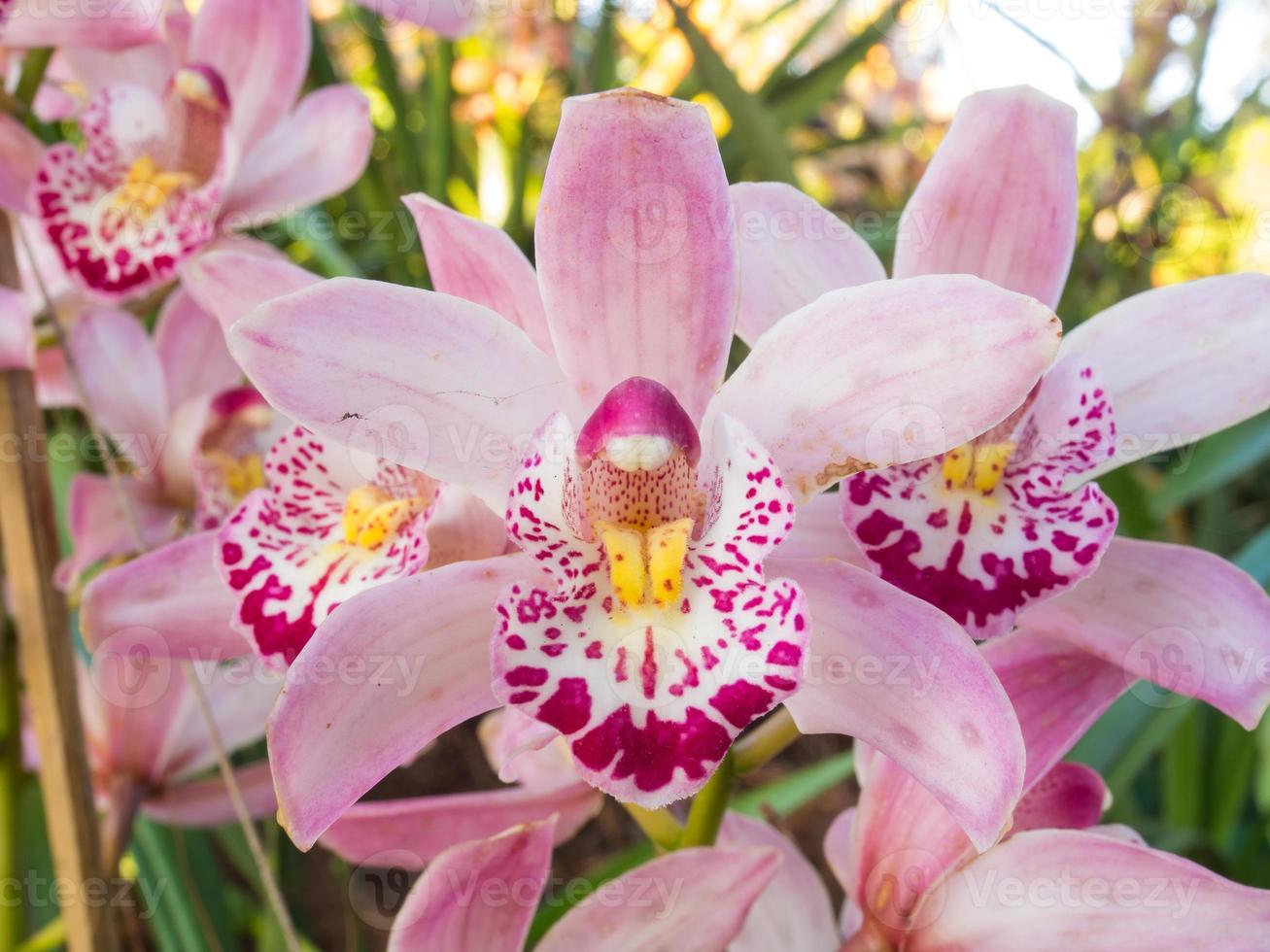 Pink orchid in its environment 9621647 Stock Photo at Vecteezy