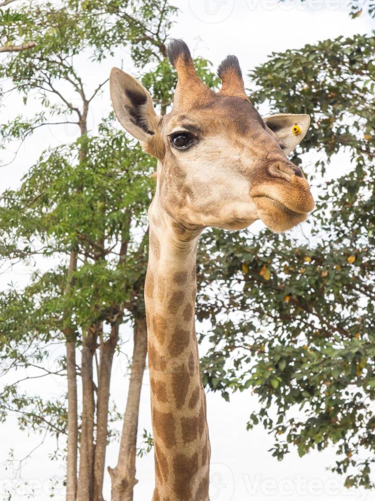 Giraffe is tallest animal photo