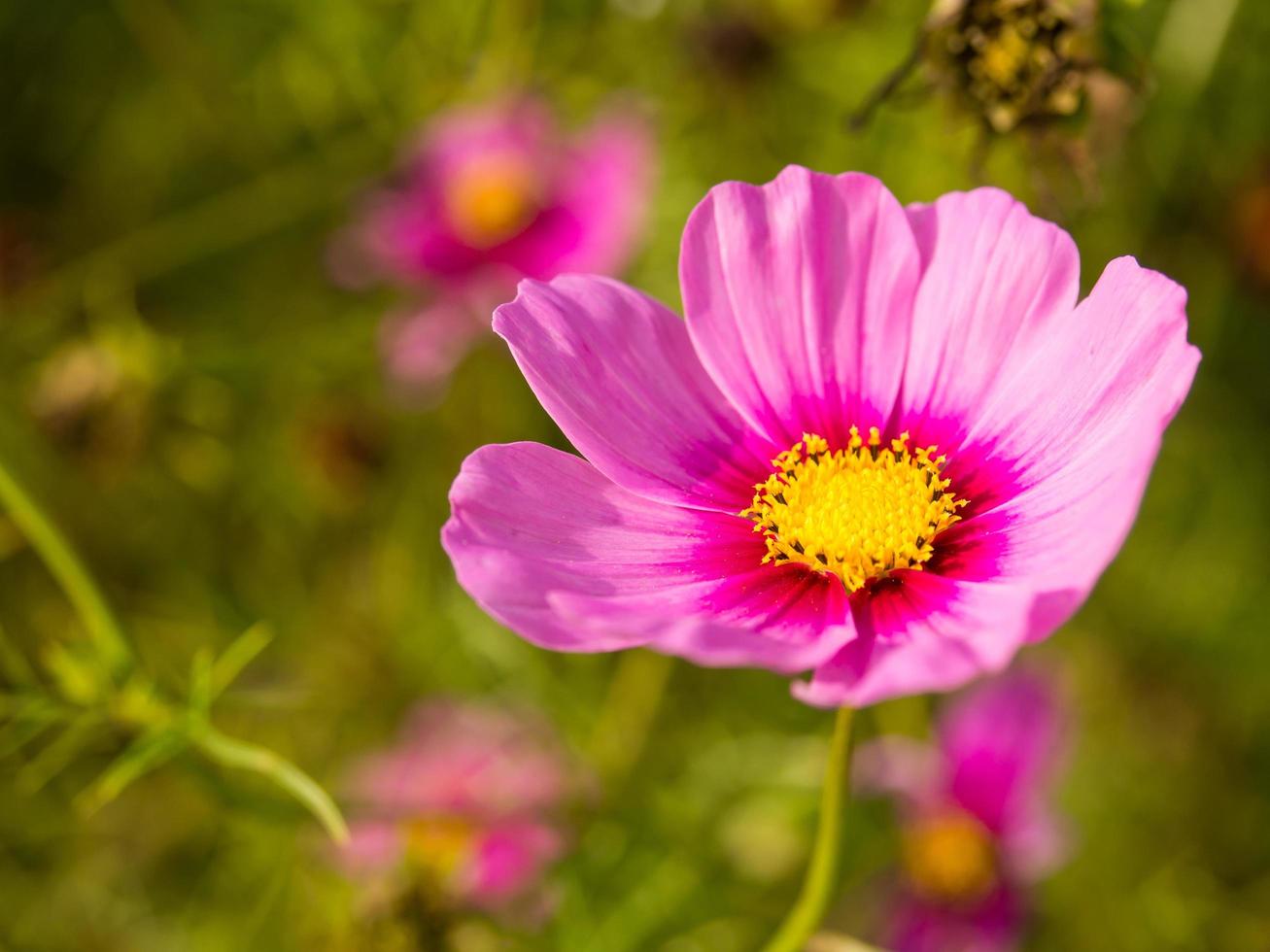 flores de musgo rosa bajo un cielo azul nublado foto