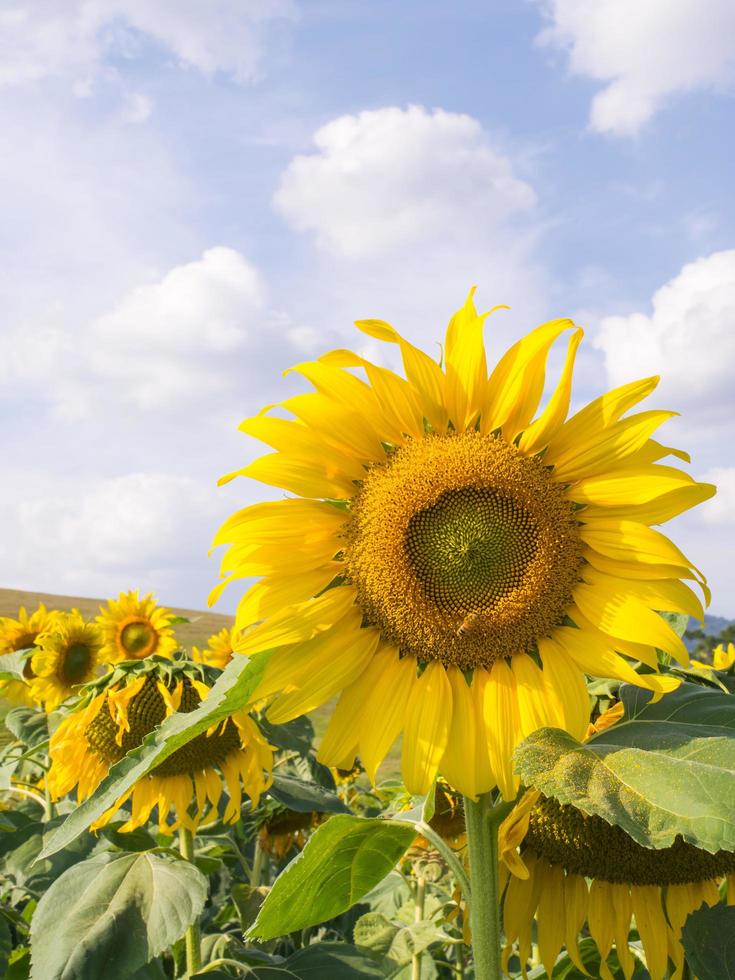 Sunflower under cloudy blue sky photo