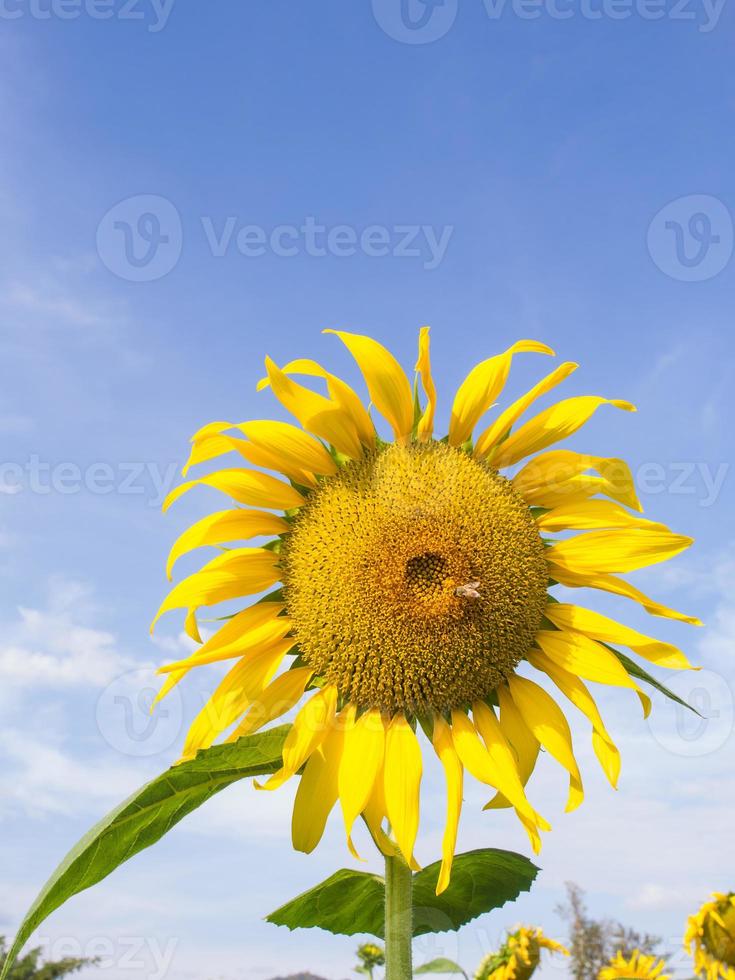Sunflower under cloudy blue sky photo